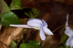 Longspur violet